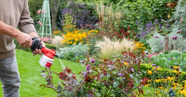 Voorkom rupsenvraat op je planten, met lavameel Thumb