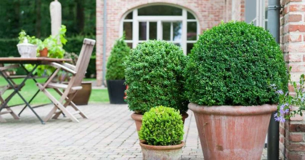 Buxus planten in potten Thumb