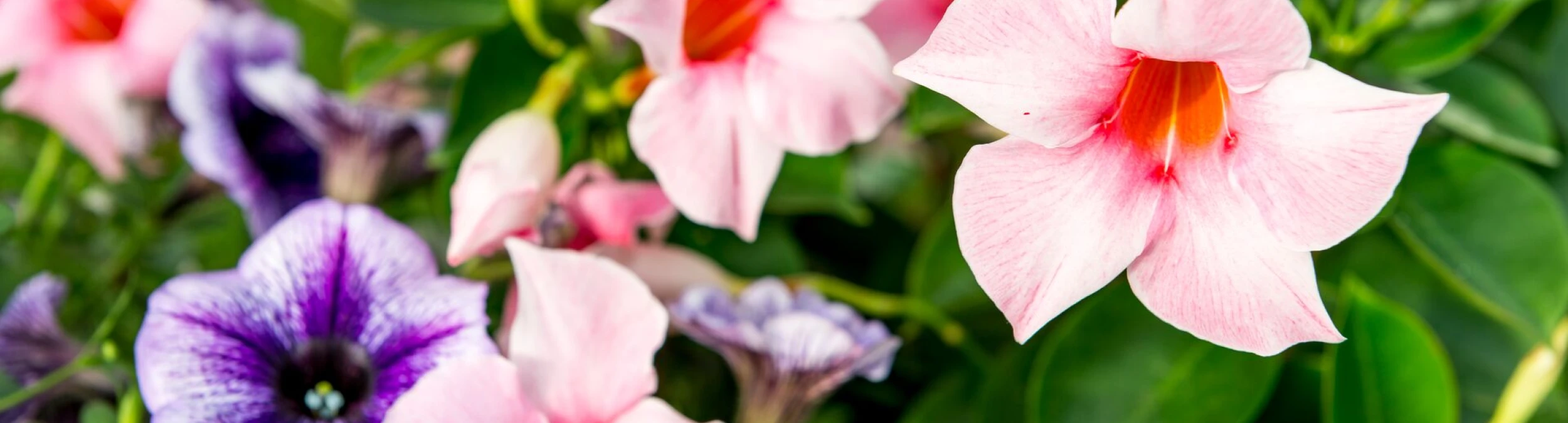Header image alt