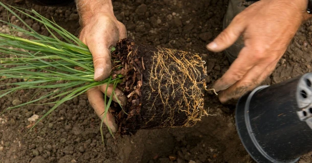 De groei van gezonde en stevige wortels verzekeren bij het aanplanten Thumb