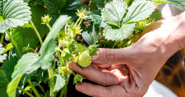 Zelf aardbeien kweken? Zo plant en verzorg je ze. Thumb