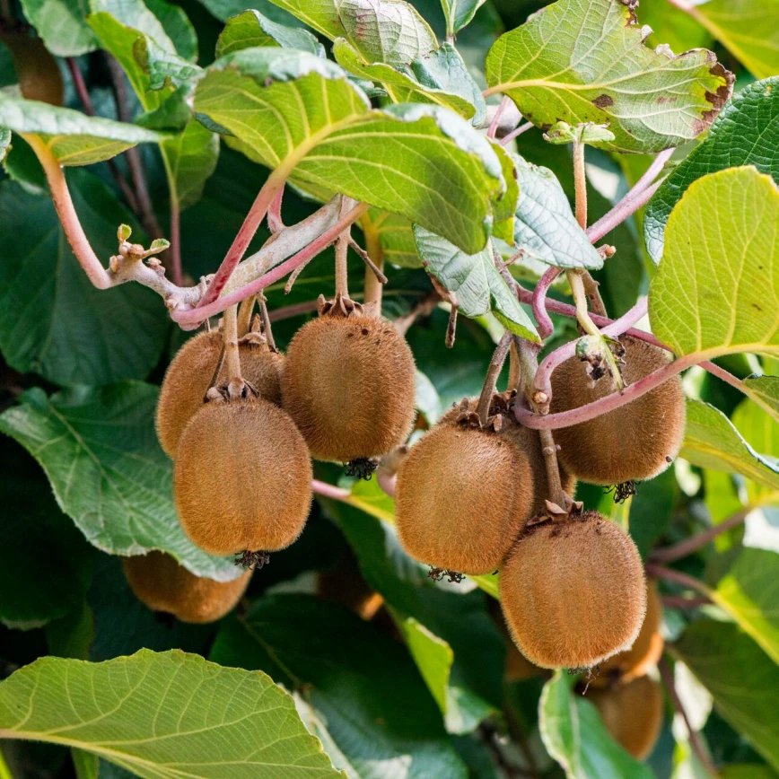 Zelf kiwi’s en kiwibessen kweken? Zo doe je dat! Thumb