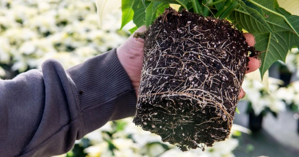 DCM VITACT® R: Biostimulant voor betere wortelvorming en resistentie tegen abiotische stress Thumb