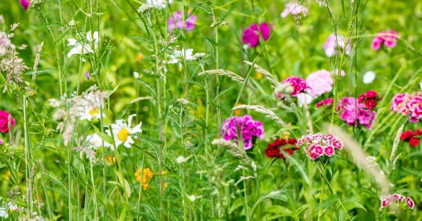 Trek nuttige insecten aan voor meer biodiversiteit Thumb