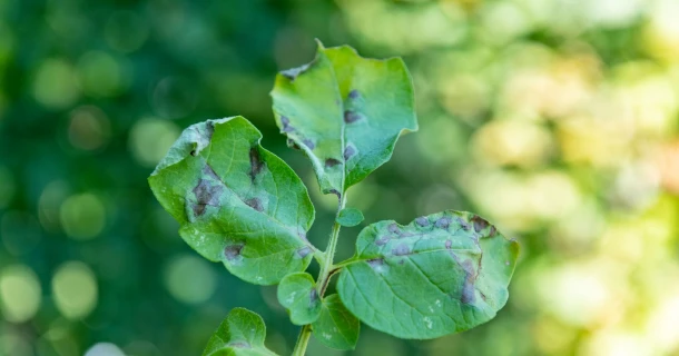Voorkom aardappelziekte: behandel je aardappelen preventief Thumb