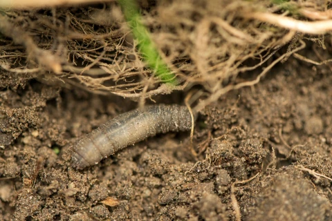 Emelten op een natuurlijke manier bestrijden Thumb