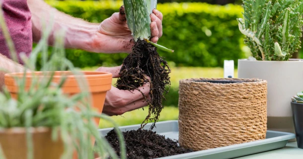 Zo verzorg je je vetplanten en cactussen Thumb