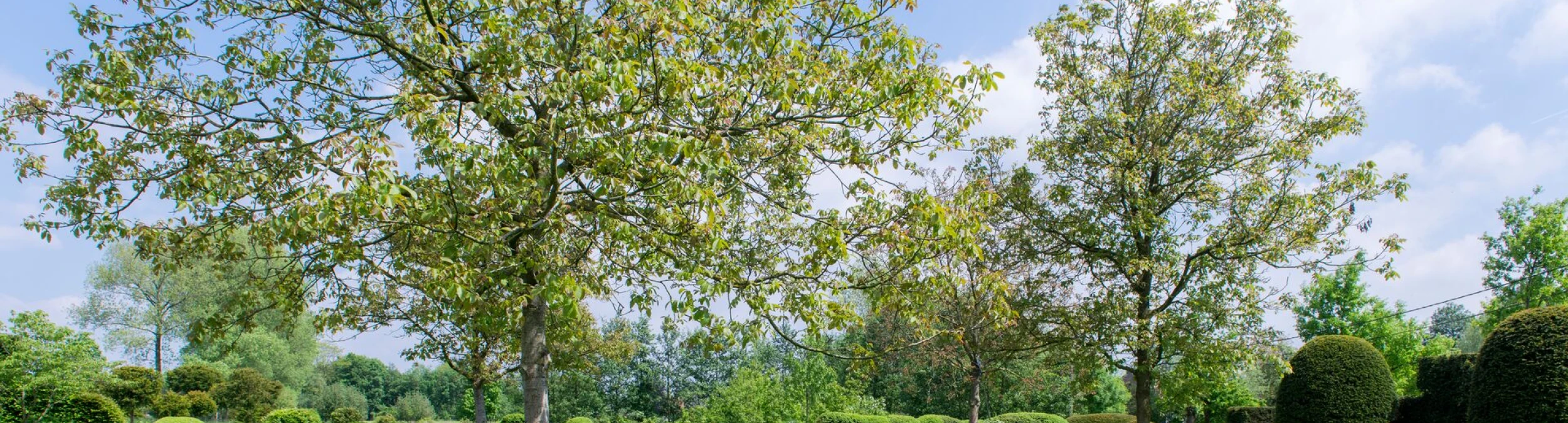 Header image alt