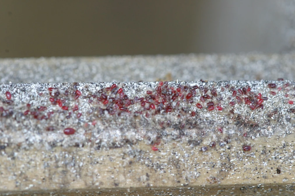 Header image alt
