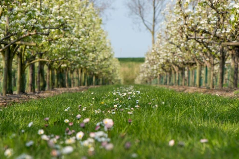 Grotere appels en een grotere oogst met DCM VIVISOL® Thumb