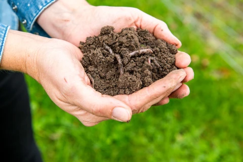 DCM BODEMANALYSE: de basis voor een geslaagde aanplanting Thumb