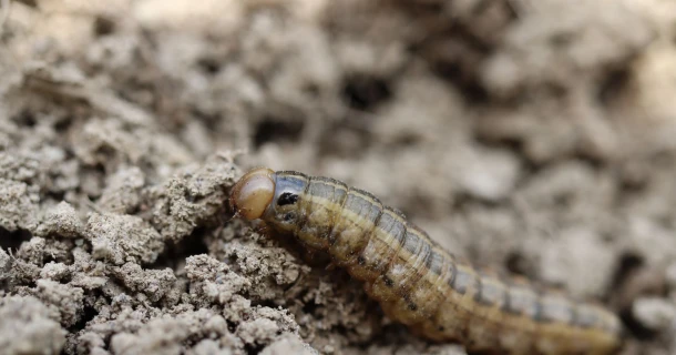 Aardrupsen in de tuin bestrijden Thumb