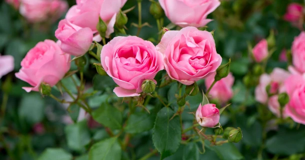 Rozen planten: zo krijg je een prachtig bloeiende rozenstruik Thumb