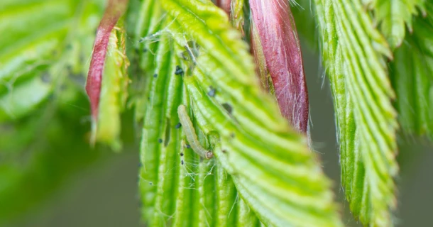 Rups van de kleine wintervlinder bestrijden Thumb