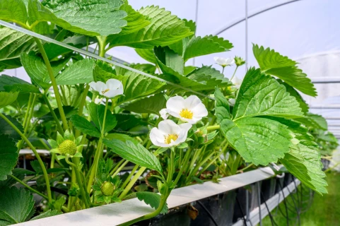 Bevlo ontdekte DCM LEAFGEL® NK voor vitale aardbeiplanten bij elke flush Thumb