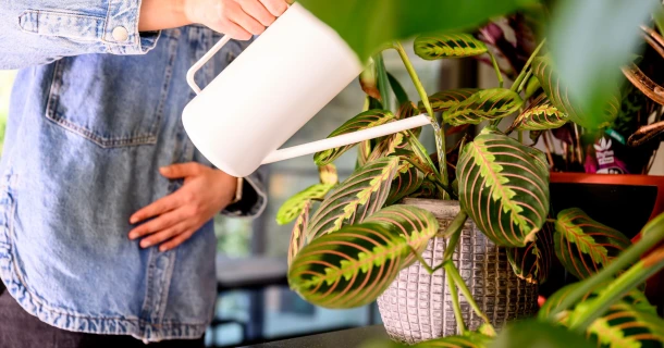 Voeding voor kamerplanten? De belangrijkste tips op een rij. Thumb