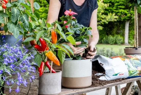 Tuinieren zonder tuin: zo maak je van je balkon of terras een groene oase Thumb